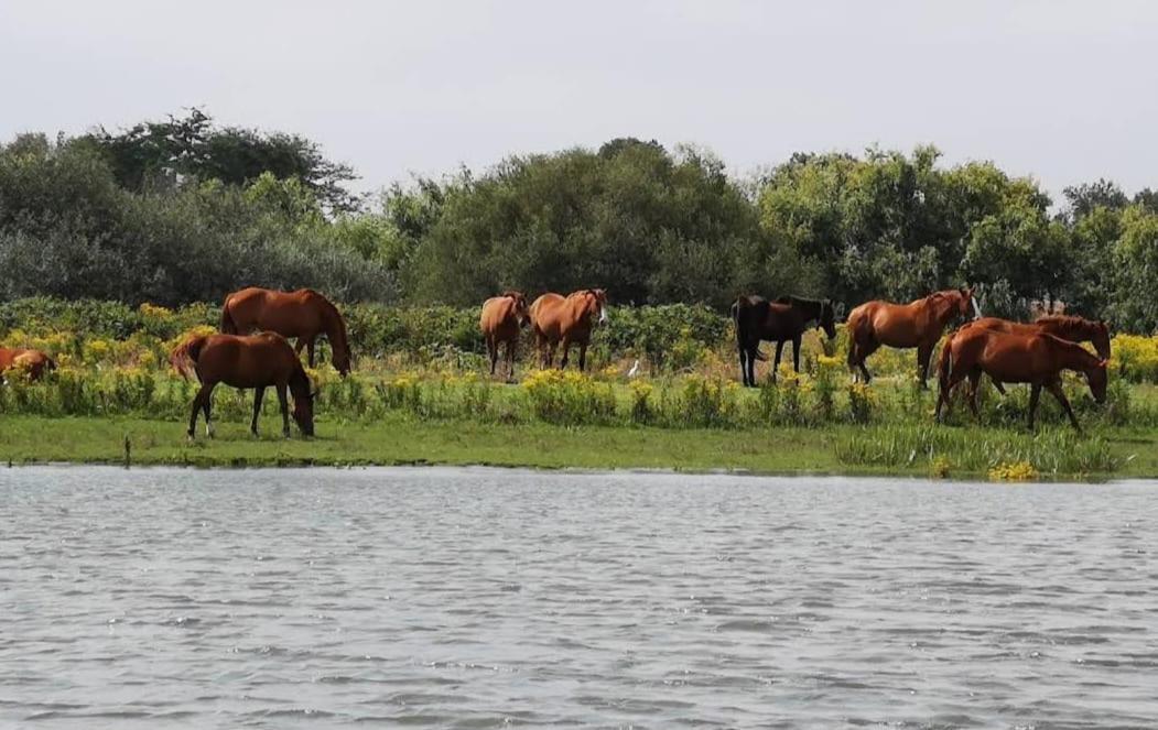 Quinta Marinhais Para Ferias No Ribatejo Exterior foto
