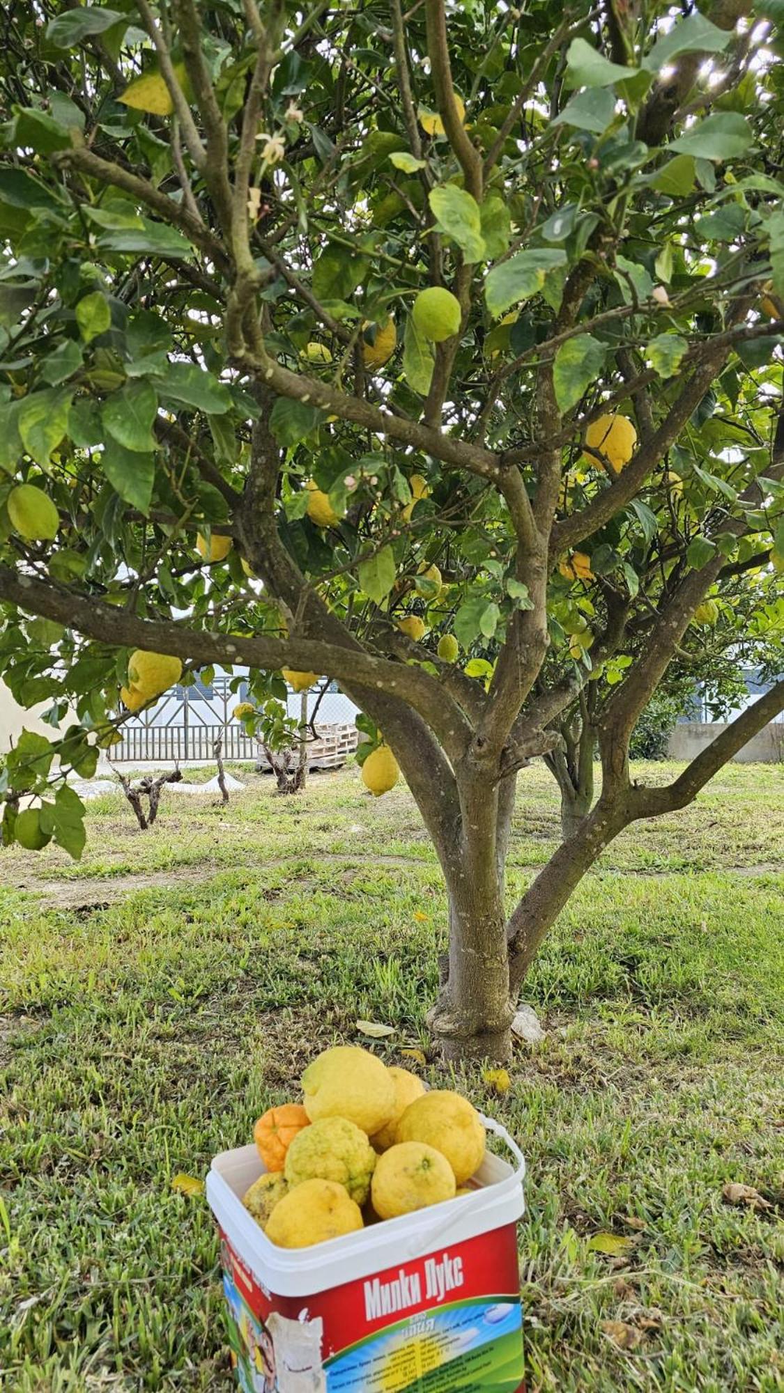 Quinta Marinhais Para Ferias No Ribatejo Exterior foto